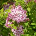 Drought-tolerant Lilac