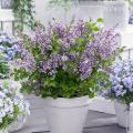 Dwarf Lilac