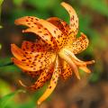Lilies A to Z