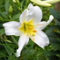 Easter Lilies (Longiflorum Lilies)