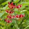 Martagon Lilies