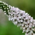White-flowering Loosestrifes