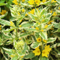 Loosestrife with Decorative Foliage