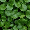 Lamb's lettuce