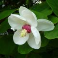 White flowering Magnolia
