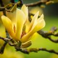 Yellow flowering Magnolia
