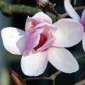 Pink flowering Magnolias