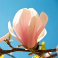 Spring-flowering Magnolia