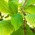 Large leaved Magnolia