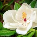 Large flowering Magnolia