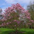 Small sized Magnolias