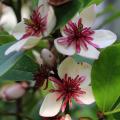 Fragrant Magnolias