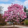 Magnolia for pot-growing