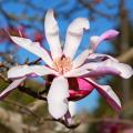 Star Magnolia