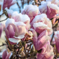 Winter-flowering Magnolias