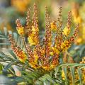 Mahonia