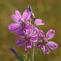 Purple Malva - Mallow