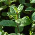 Moroccan mints