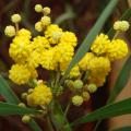 Acacia - Wattle