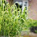 Miscanthus