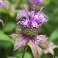 Monarda - Bee Balm