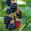 Blackberry bush