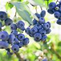 Blueberry bush