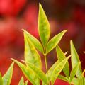 Golden Sacred bamboo - Nandina 
