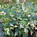Sacred bamboo with decorative foliage - Nandina