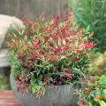 Dwarf Sacred bamboo - Nandina 