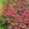 Purple Sacred bamboo - Nandina 
