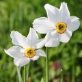 Botanical Daffodils