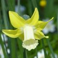 Daffodils A to Z