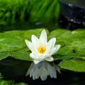 White water lilies