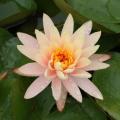 Orange to salmon coloured water lilies