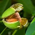 Walnut trees