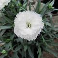 White Dianthus