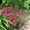 Spreading Dianthus