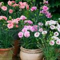 Dianthus plumarius