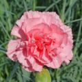 Pink Dianthus