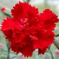 Red Dianthus