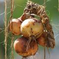 Organic Onions