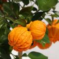 Orange trees