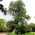 Ornamental Habit Elms