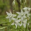 Ornithogalum