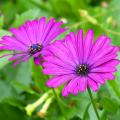 Osteospermum