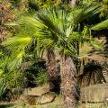 Hardy palm trees