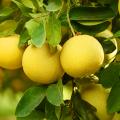 Grapefruit trees