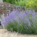 Fragrant patio plants