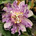 Passiflora - Passion fruits
